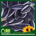 black shelled striped sunflower seeds